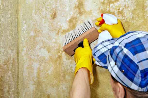 Best Mold Remediation for Rental Properties  in Lake Isabella, MI