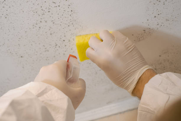 Reliable Lake Isabella, MI Mold Removal Solutions