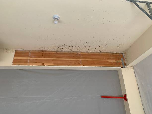 Mold Remediation for Rental Properties in Lake Isabella, MI