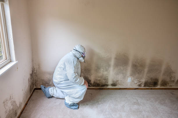 Best Basement Mold Removal  in Lake Isabella, MI
