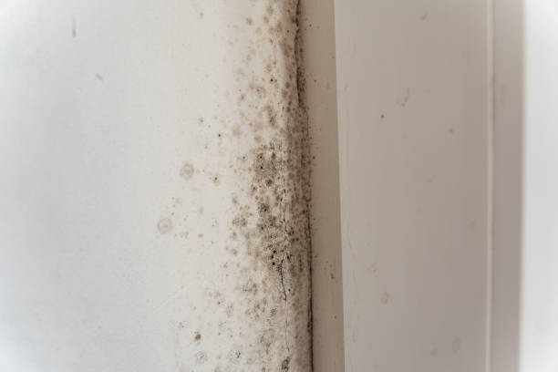  Lake Isabella, MI Mold Removal Pros