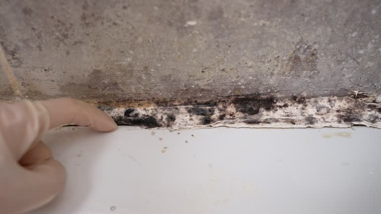 Best Emergency Mold Remediation  in Lake Isabella, MI