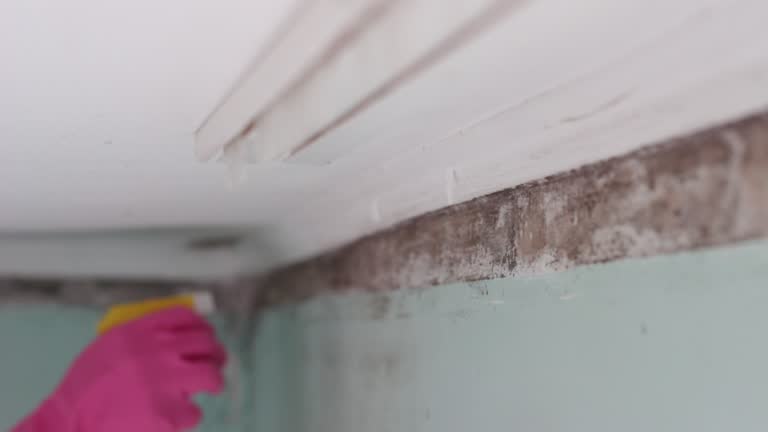 Best Asbestos and Lead Testing During Mold Inspection  in Lake Isabella, MI