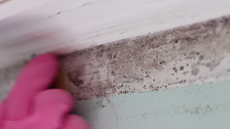 Best HVAC Mold Inspection and Cleaning  in Lake Isabella, MI